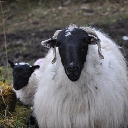 Lamb Mincey